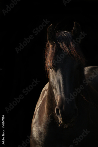  Pferdeauge eines Schimmels photo