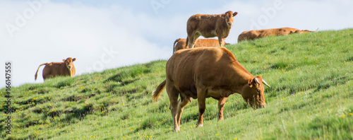 Photos Vache vallée de l'Oule Pyrénées