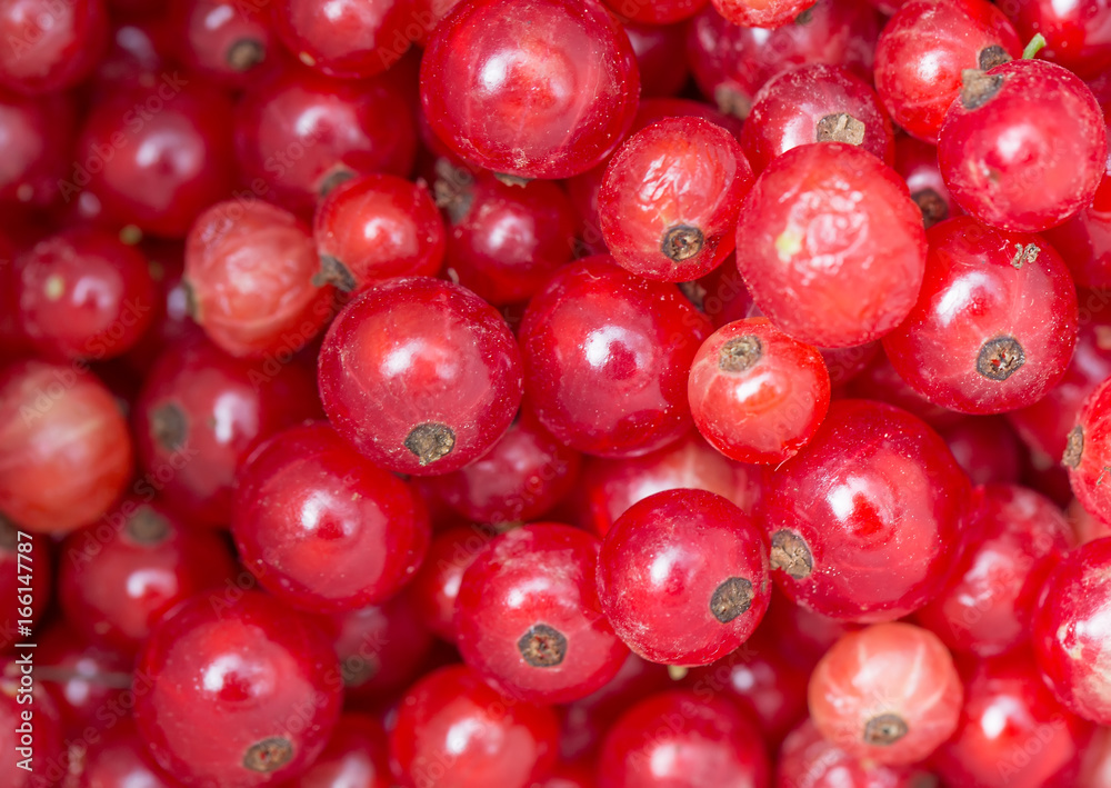 Background of ripe juicy red currant berries. Close up image. Background of ripe juicy red currant berries. Close up image.