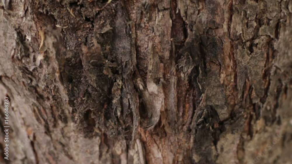 Ants creep under the bark of a tree Ants creep under the bark of a tree