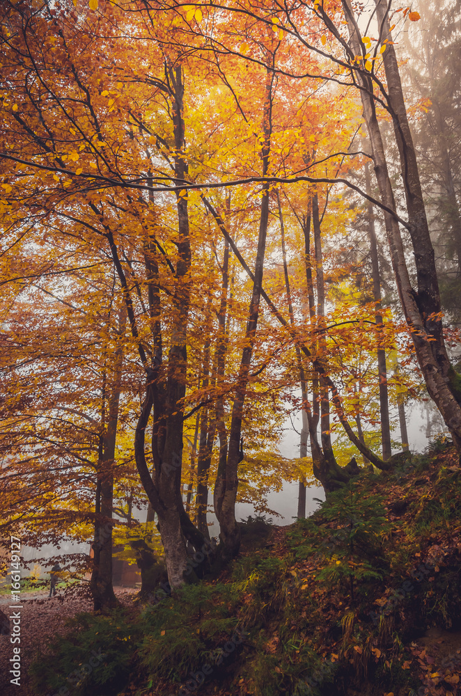Golden forest with fog and warm light Golden forest with fog and warm light
