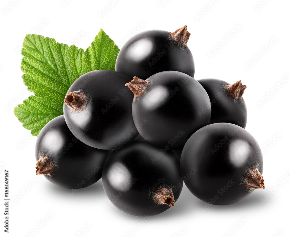 Isolated berries. Bunch of black currant fruits with leaf isolated on white background Isolated berries. Bunch of black currant fruits with leaf isolated on white background