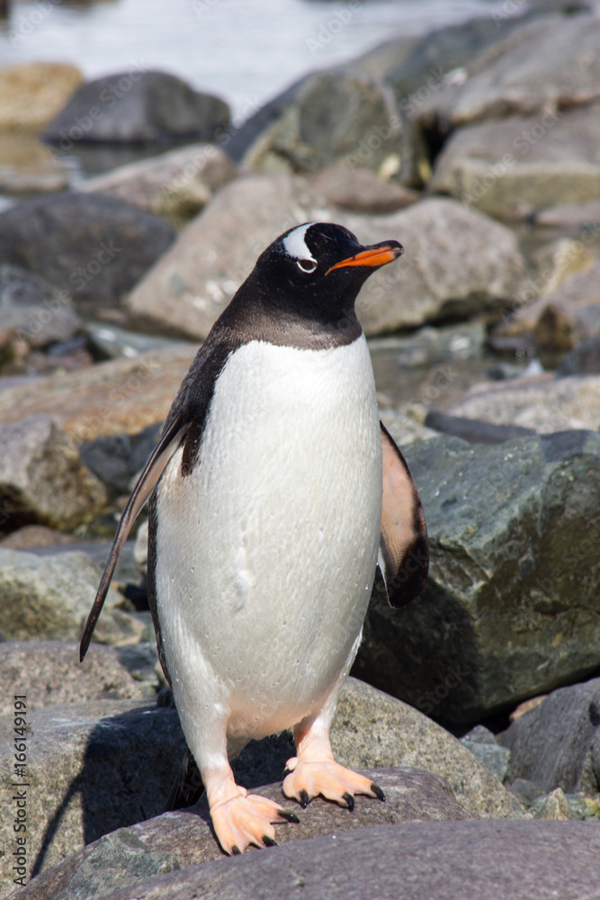 Naklejka premium Penguins in Antartica