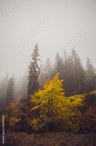 Golden forest with fog and warm light