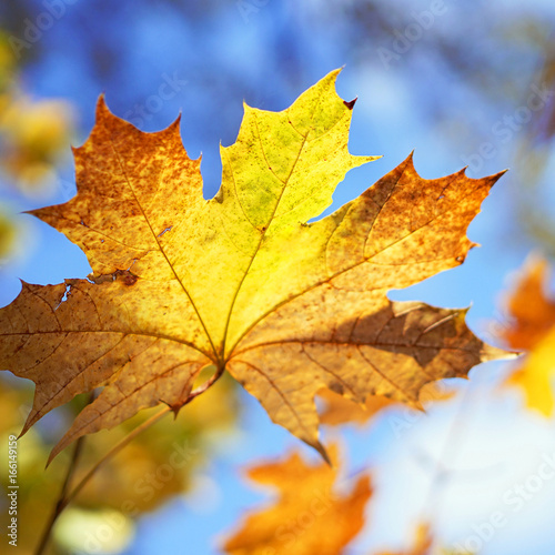 Yellowed maple leaf  autumn background
