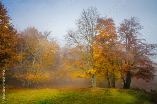 Golden forest with fog and warm light