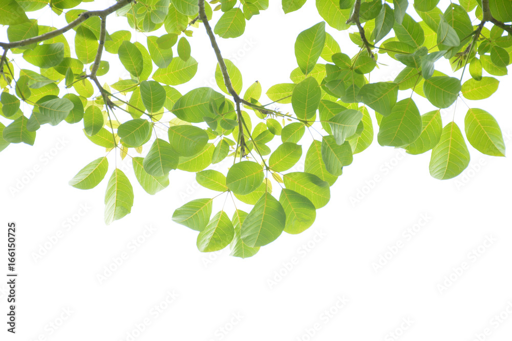 Green leaves on a white background Green leaves on a white background