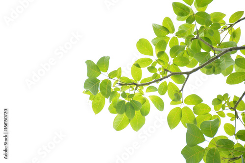 Green leaves on a white background