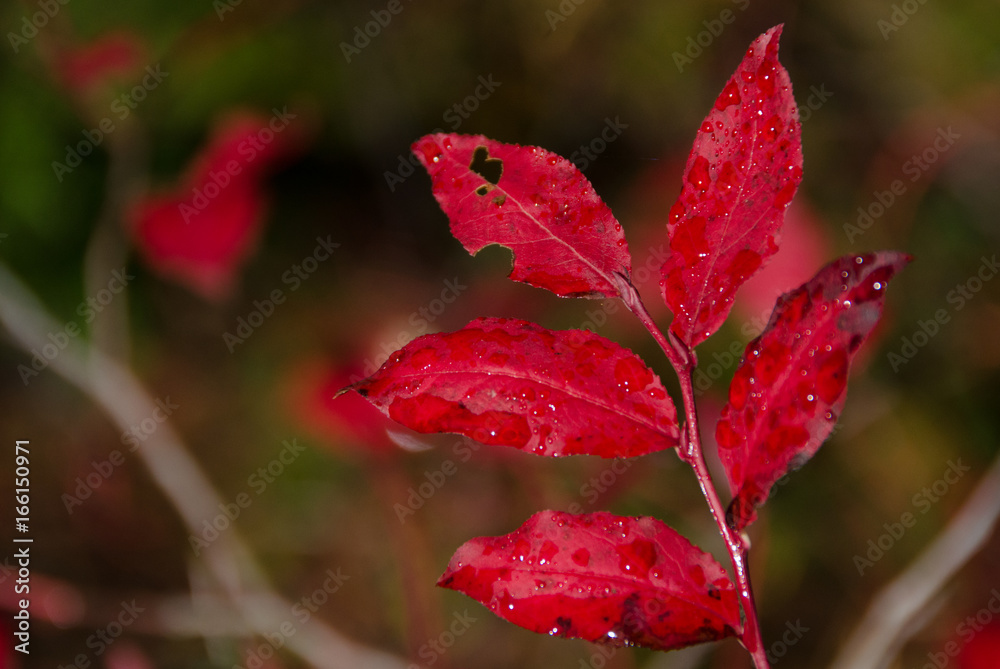 Red plant