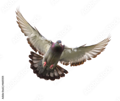 action of homing pigeon bird approaching to landing on ground isolated white