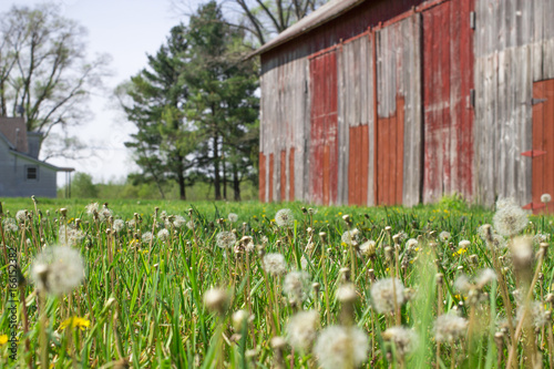 Historic old farm with dandelion seeds blowing in the wind and farmhouse and copyspace.