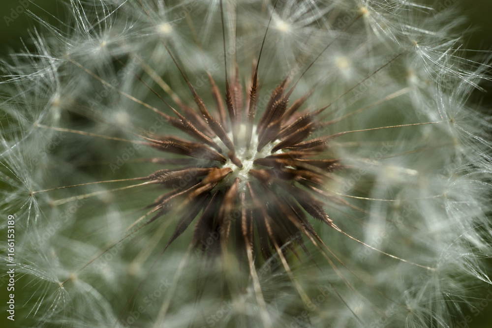 Dandelion Seed