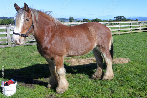 Clydesdale horse in a horses farm