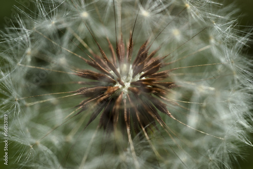 Dandelion Seed © Albert