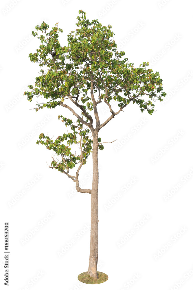 Tree Isolated on white background, Object element for design. Clipping path