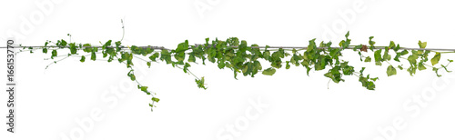 Plants ivy, Wild climbing vine on electric wire on white background, clipping path.