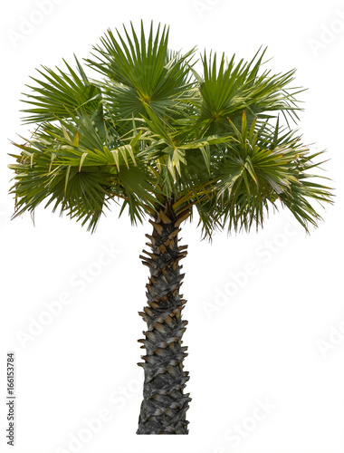 Tree sugar palm isolated on white background