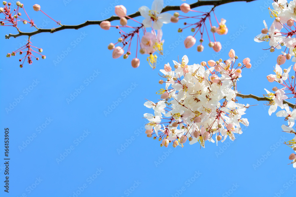 spring background, cherry blossom trees landscape spring background, cherry blossom trees landscape