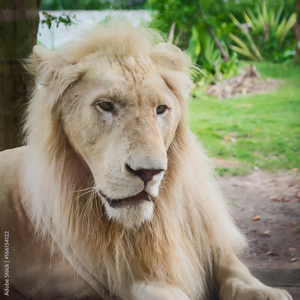 Close up white lion.