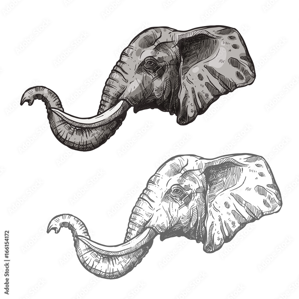 Fototapeta premium Elephant African wild animal vector sketch icon