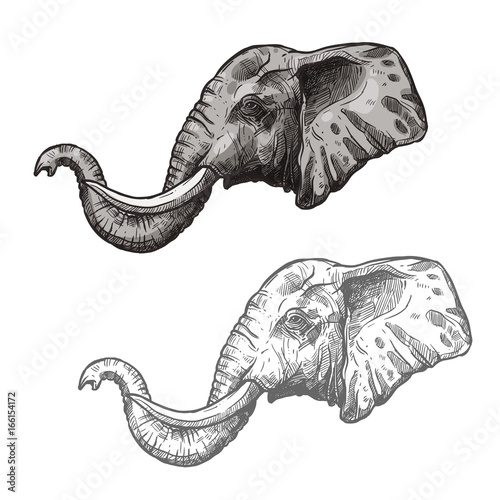 Elephant African wild animal vector sketch icon