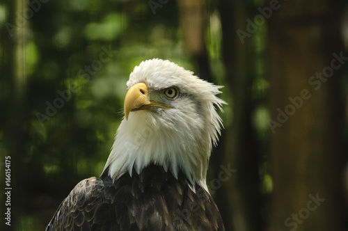 Alert Bald Eagle