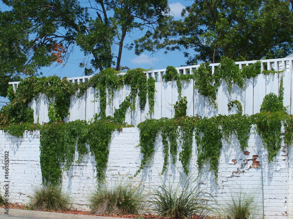 Fototapeta premium Vines Hanging On White Wall