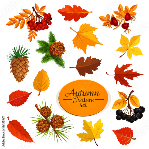 Autumn vector icons of leaf fall or forest berry