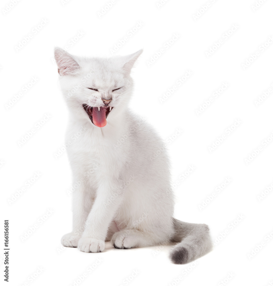The kitten yawns and closes his eyes. Isolated on white background