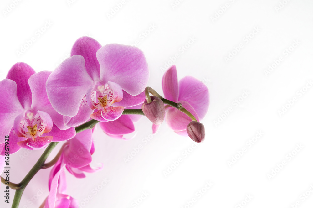 Pink Orchid on White Background in Horizontal Pink Orchid on White Background in Horizontal