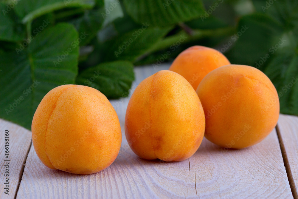 Спелые абрикосы и листья