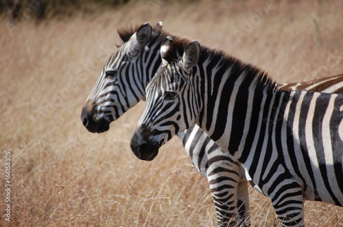 Zebra in Africa