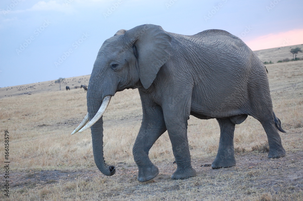Fototapeta premium an up close portrait of an elephant in Kenya