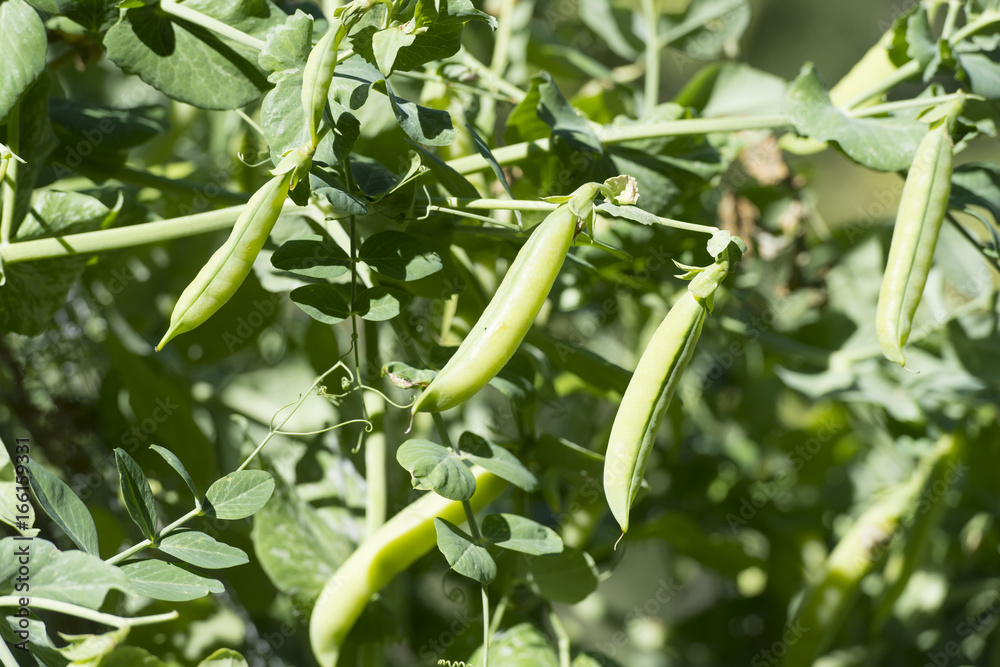 Green peas Green peas