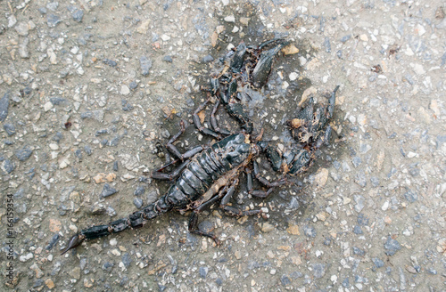 Asian giant forest scorpion die © anankkml