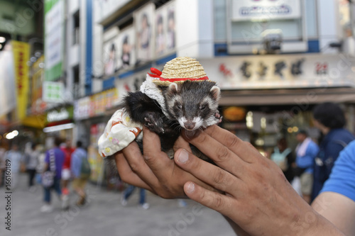 Billede på lærred A Japanese Ferret in Full Cosplay in Tokyo Akihabara District