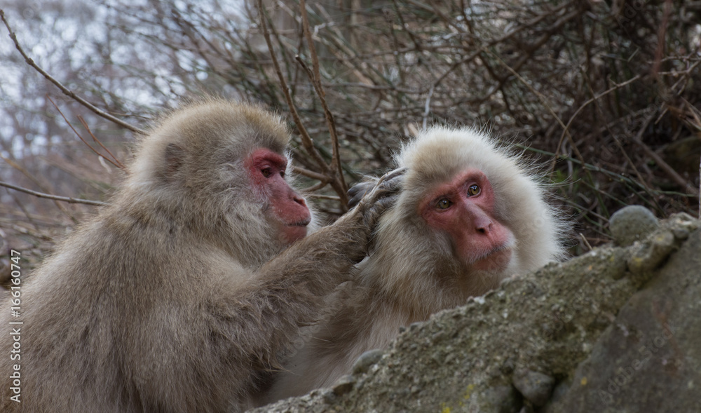 Grooming ritual of a snow monkey picking insects for another Japanese macaque's fur. Grooming ritual of a snow monkey picking insects for another Japanese macaque's fur.