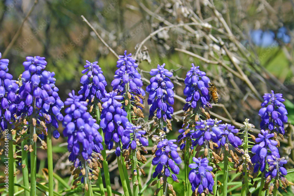 blue bells blue bells