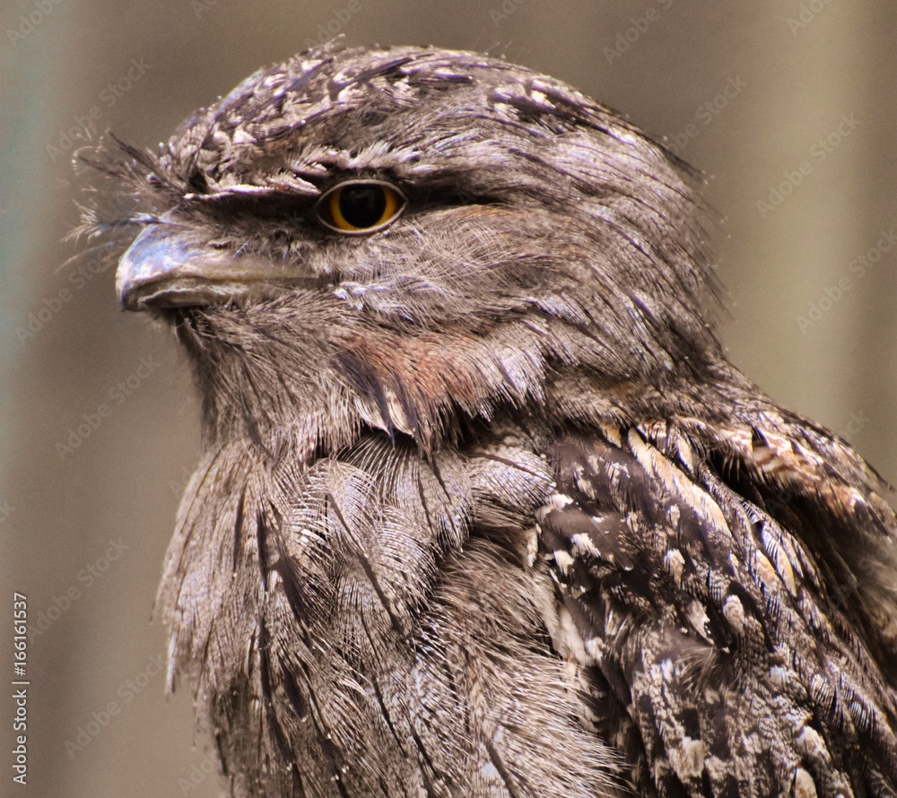 Fototapeta premium Tawny Frogmouth (Podargus strigoides), a bird native to Australia and Tasmania.