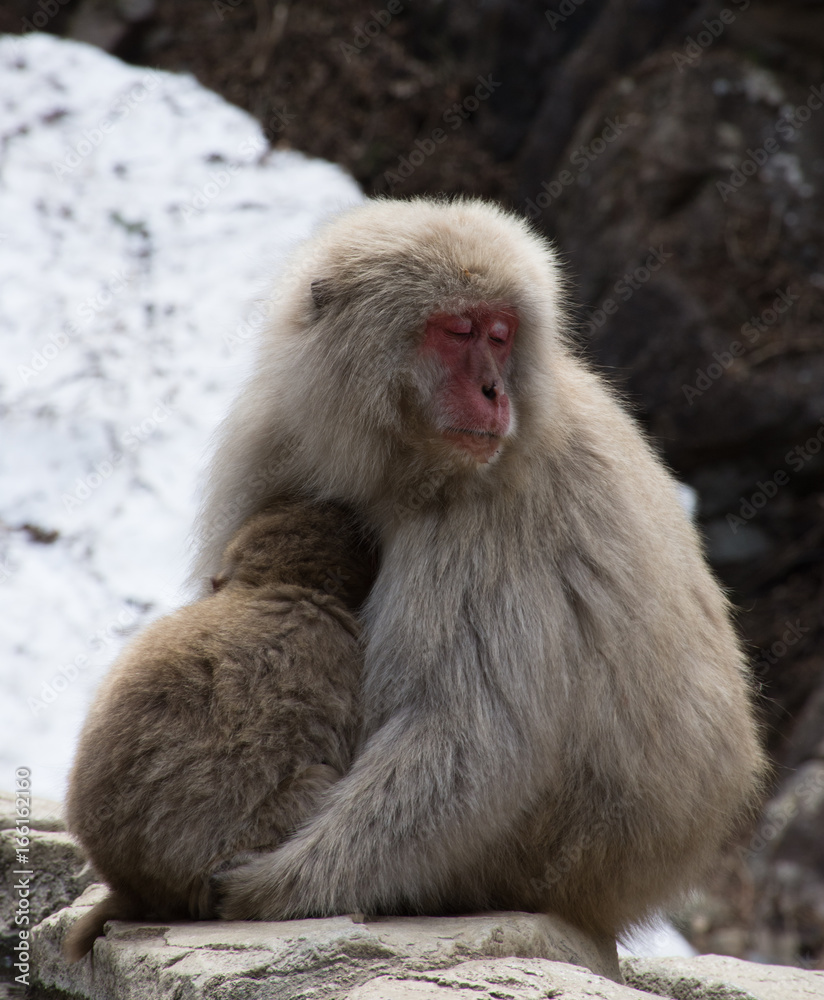 Naklejka premium Sleepy snow monkey mom and her baby. These Japanese macaques are seated on a rock ledge in front snow.