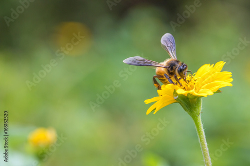 A beautiful bee on yellow flower with Nature background