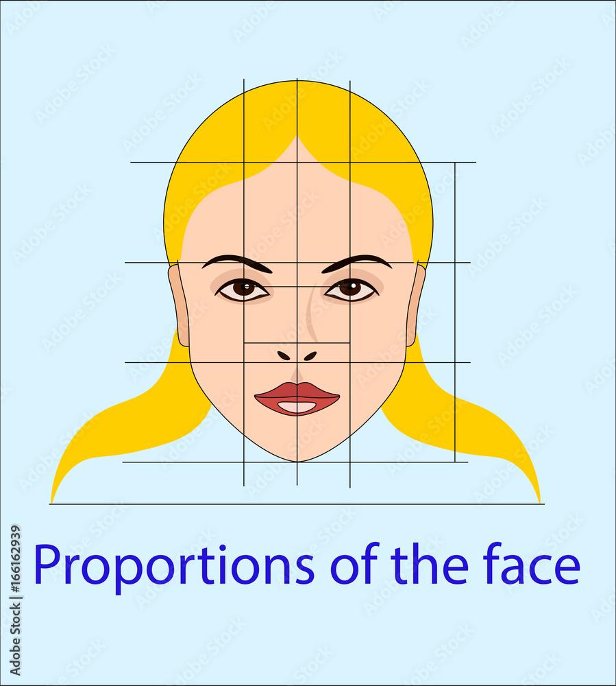 Vector face with lines showing facial proportions for cosmetology and