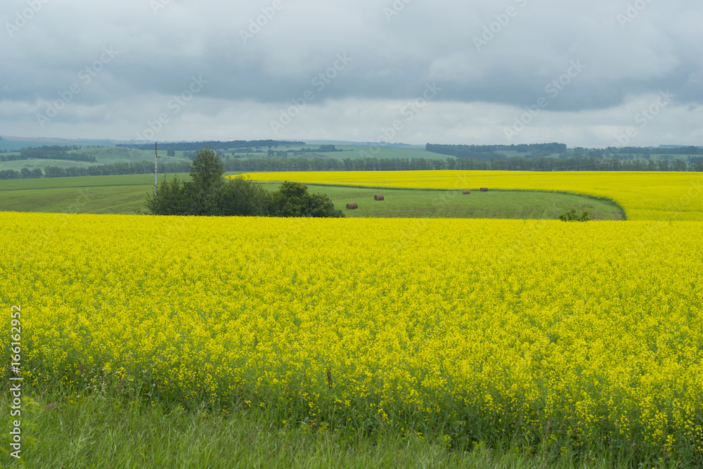 Fototapeta premium Yellow flowers cultivated on the hills and hay