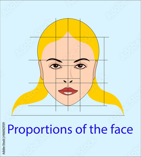 Vector face with lines showing facial proportions for cosmetology and drawing study photo