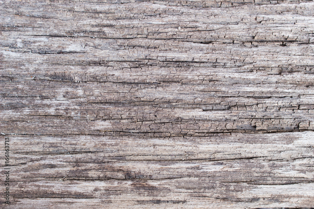 Birch bark texture background. Close-up of tree trunk. Birch bark texture background. Close-up of tree trunk.