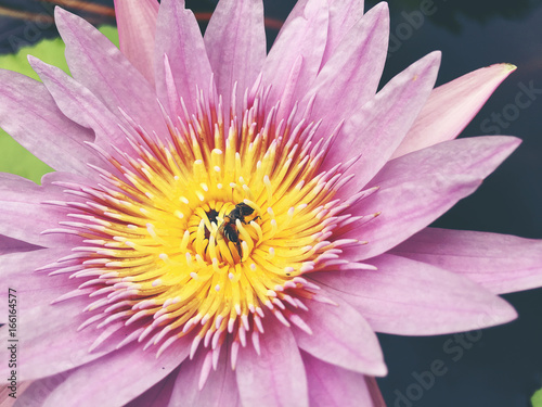 Honey bee collects pollen showing its pollen baskets and flies away on lotus flower in the pond. Saturated colors and vibrant detail make this an almost surreal image  vintage tone.