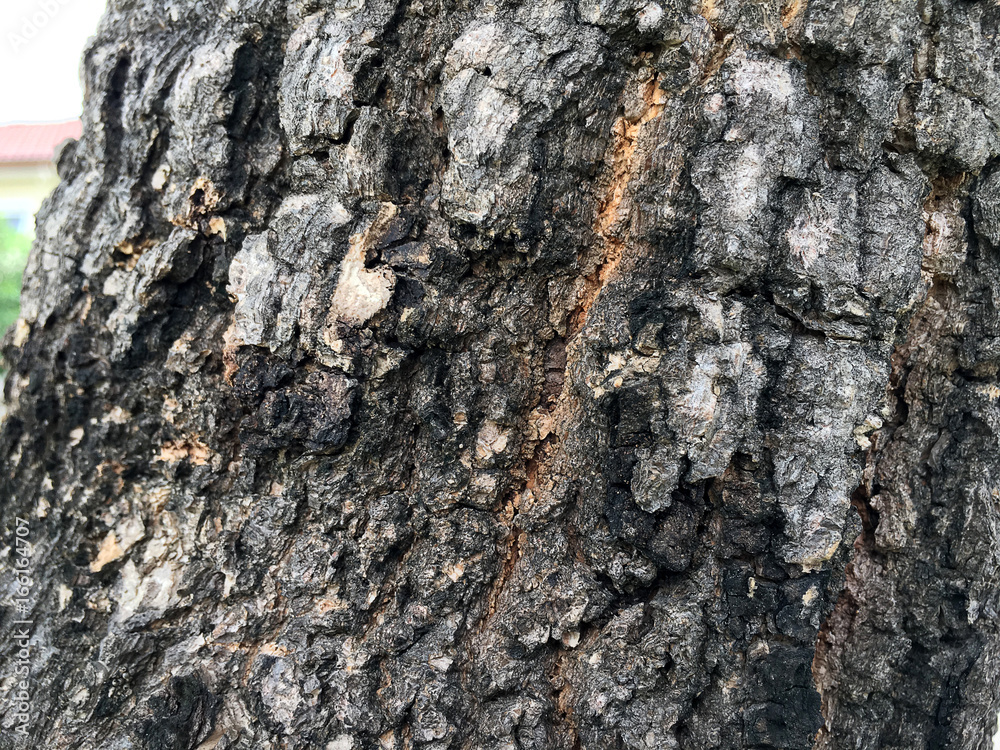 Old natural wooden shabby, Tree bark background / texture. Old natural wooden shabby, Tree bark background / texture.