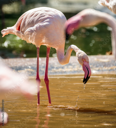 Pink flamingo in a lake