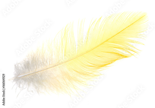 Yellow feather on a white background