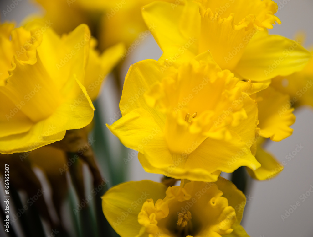 Daffodils Daffodils